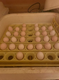 Serama hatching eggs
