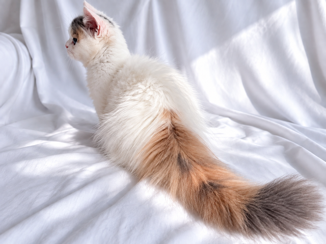 Napoleon Female kitten for sale in Cats & Kittens for Rehoming in Richmond - Image 11