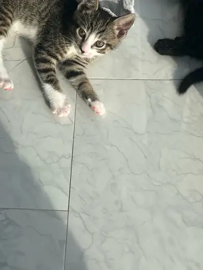 We have a litter of sweet 8-week-old tabby mix kittens available now! A mix of both short and long-h...
