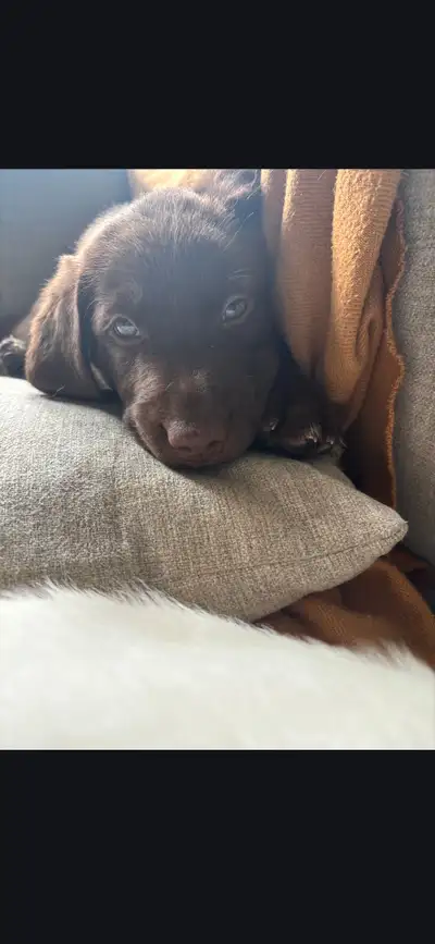 8 week old puppies for sale. Dewormed and 1st vaccines done., View more