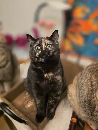 lovely kitten looking for sweet home , View more