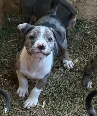 puppies ready to go, View more