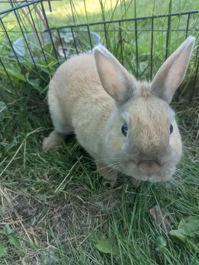 Hello, I have two male Netherland dwarf bunnies available. There are two! They are completely identi...