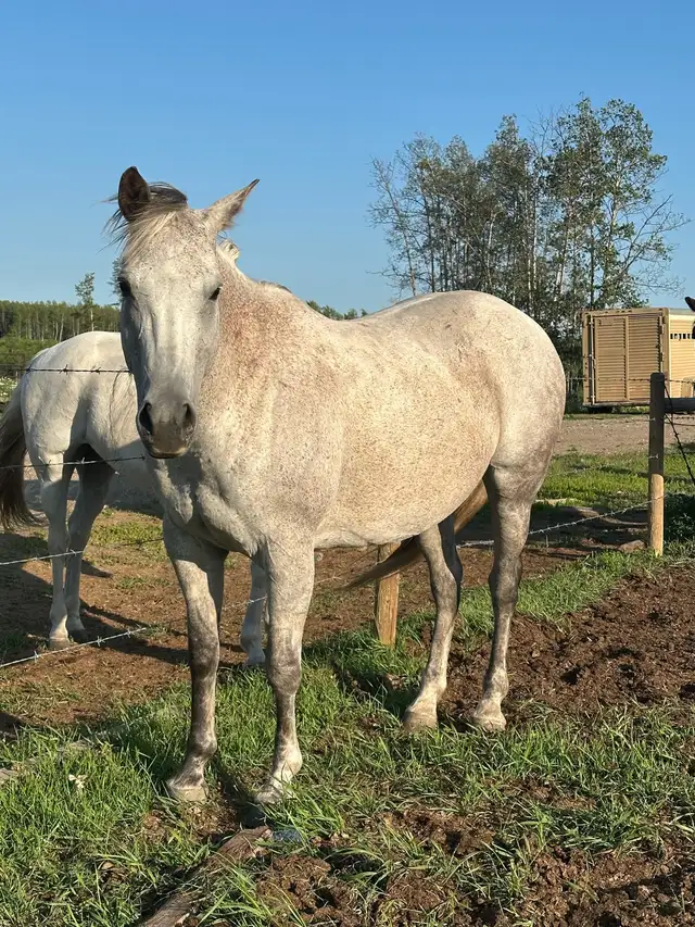 10 year old Grade Mare in Horses & Ponies for Rehoming in Fort St. John - Image 3