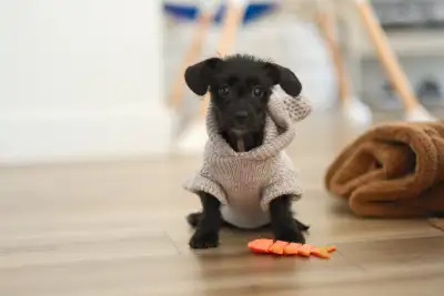 3 Month Old Dorkie for Rehoming, View more