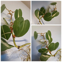 Wel Rooted ️Philodendron Brasil Cuttings 