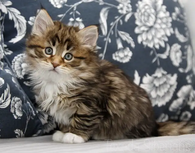 Siberian Kittens from TICA registered cattery