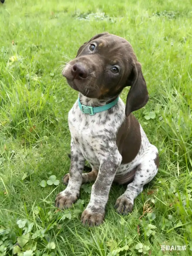 GSP Puppies (CKC Registered) German Shorthaired Pointers in Dogs & Puppies for Rehoming in Chilliwack - Image 3