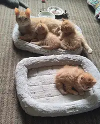 Maman avec ses trois chatons