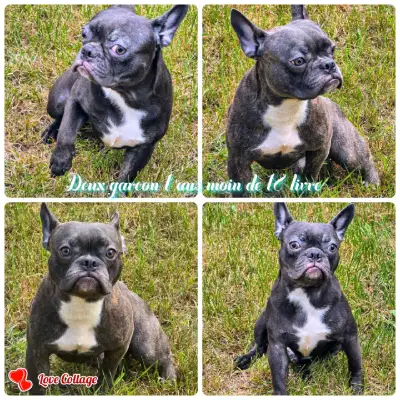 BOULEDOGUE FRANCAIS MALES 3 FERTILE / 2 MALES FRENCHTONS, View more