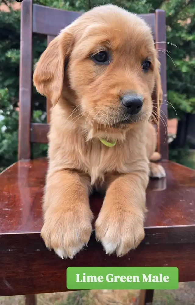 Waitlist Golden Retriever Puppies | Dogs & Puppies for Rehoming | Owen ...