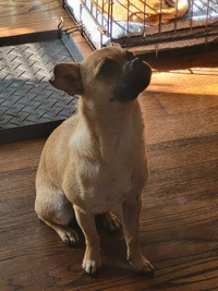 Chihuahua for Sale 