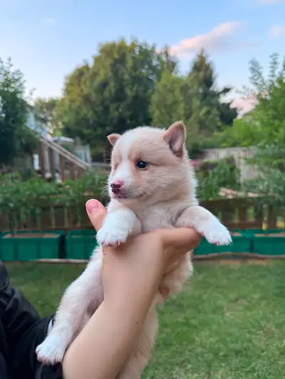 Adorable Pomsky Puppies ❤️ 1 LEFT, View more