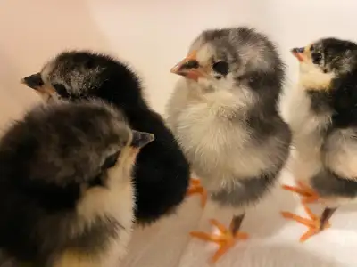 Australorp Day Old Chicks, View more