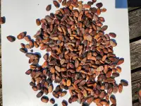 Cocoa Bean in Stock - WholeSale / Import