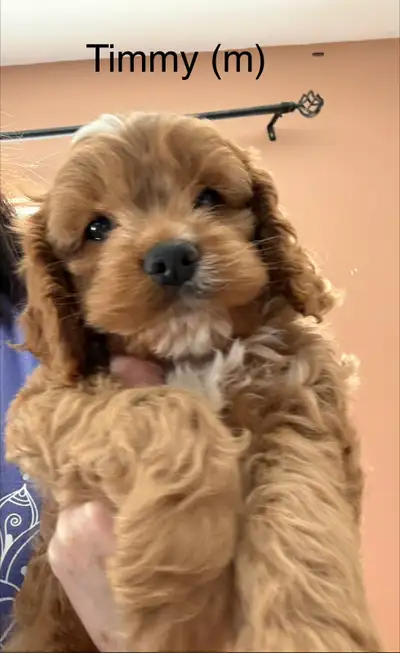 Cockapoo Puppies, View more