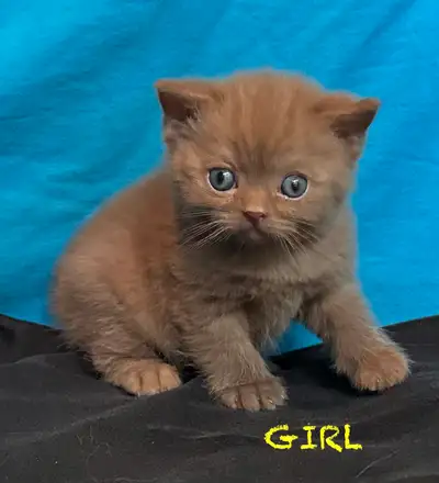 BRITISH SHORTHAIR RARE COLOR, View more