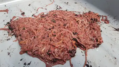 Red Wiggler Compost Worms... European Nightcrawlers. Baby Worms,, View more