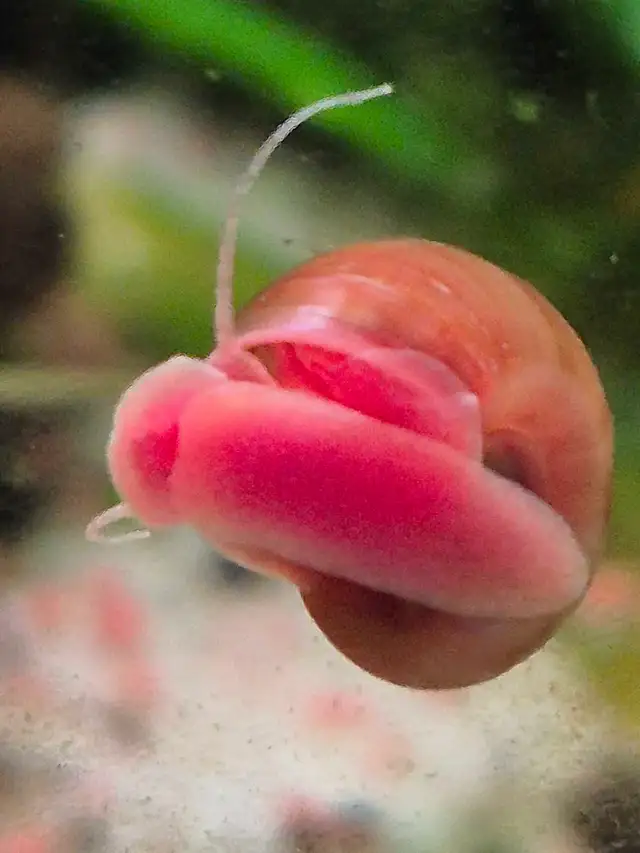 Barrie Aquarium Club (aka BRASS)- You are invited.... in Activities & Groups in Barrie - Image 3