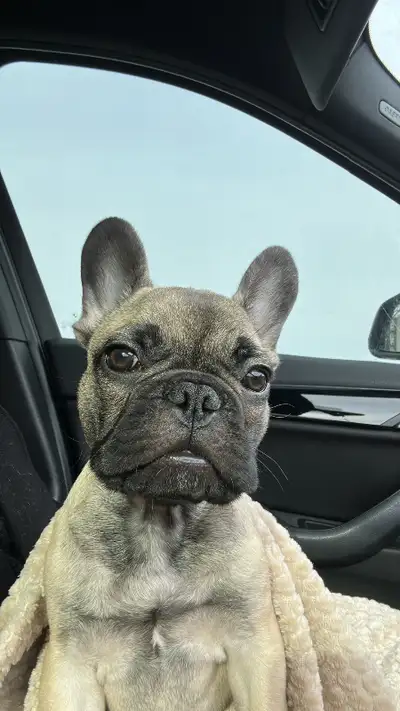 Bouledogue français mâle de 16 semaines. Bon comportement, joueur et affectueux. Carnet de santé à j...