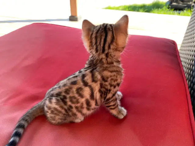 bengal pure race in Cats & Kittens for Rehoming in Laval / North Shore - Image 3