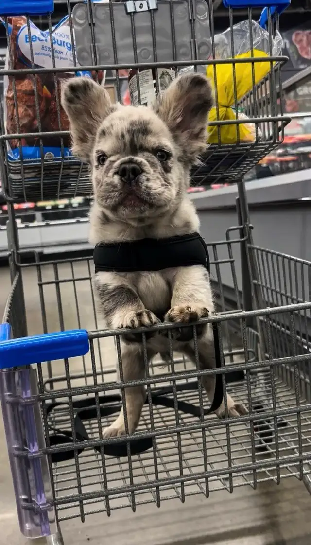 Frenchie Puppies For Sale in Dogs & Puppies for Rehoming in City of Toronto - Image 9