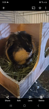 Male Guinea pig for rehomeing ~Pending