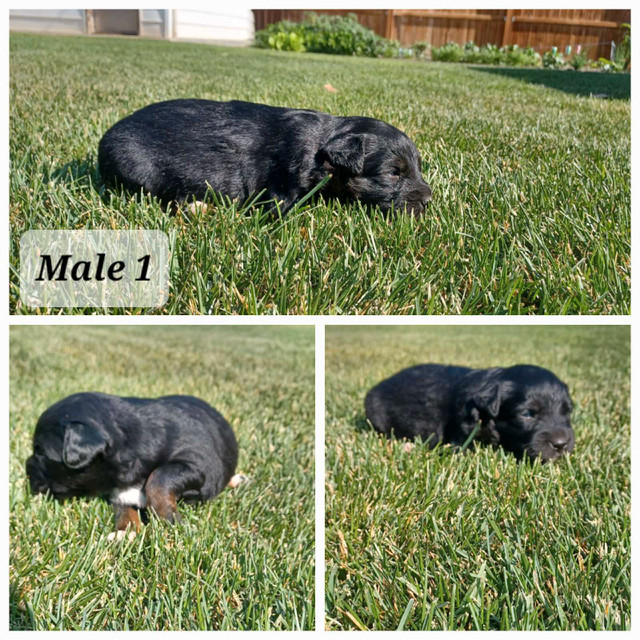 Puppies for Sale in Dogs & Puppies for Rehoming in Lethbridge