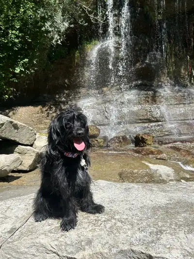 Adorable Cockapoo needs loving home , View more