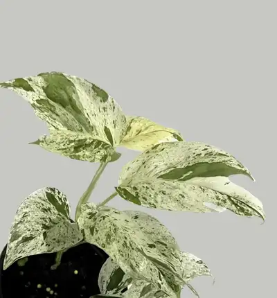 Epipremnum variegated à echanger, View more