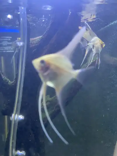 Beautiful Juvenile Angelfish, View more