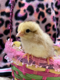 LIGHT BRAHMA BABY CHICKS. (Accepting Preorders for 2024) (Free