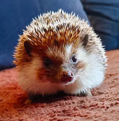 Delivery habitats inclusions. Zeus Badger masked 13mos hedgehog! Plz Text for fastest response *Habi...