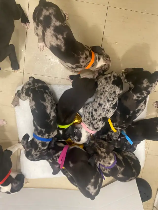 Designer Pocket American Merle Puppies | Dogs & Puppies for Rehoming ...