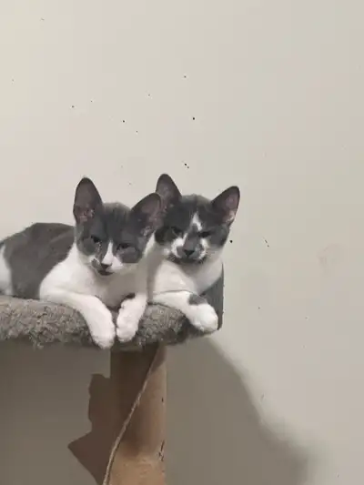 Kitten rehome, View more