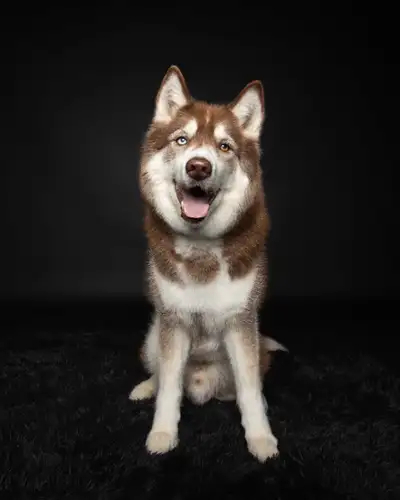 Senior male husky for rehoming. I adopted him from a home that did not know his age specifically but...