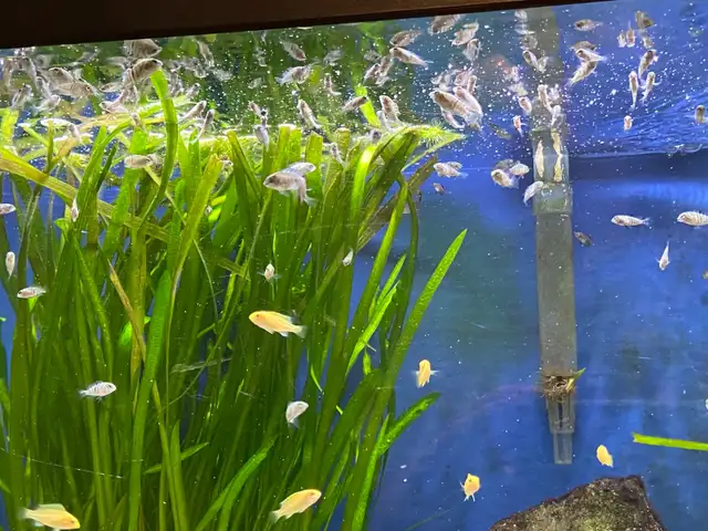 CONVICT CICHLIDS FRY - Pickering  in Fish for Rehoming in City of Toronto - Image 5