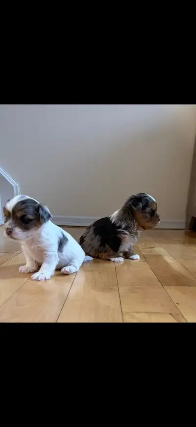 Blue Merle Biewer Yorkie, View more