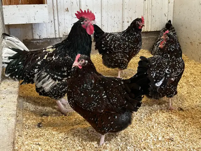 Poussin Speckled Sussex à vendre in Livestock in Granby - Image 2