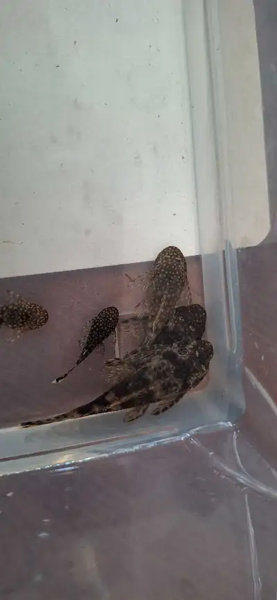 Plecos for sale, View more