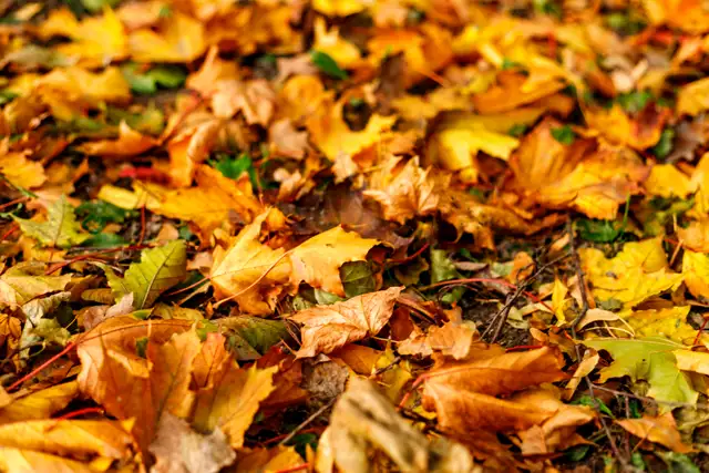 Fall Leaf Mulching