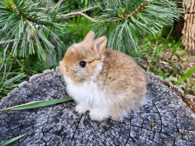 EXTRAODINAIRE BÉBÉ lapin nain néerlandais mâle *MALE BABY BUNNY in Small Animals for Rehoming in City of Montréal - Image 10