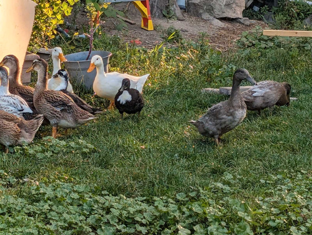 Male Ducks in Livestock in Kingston - Image 3