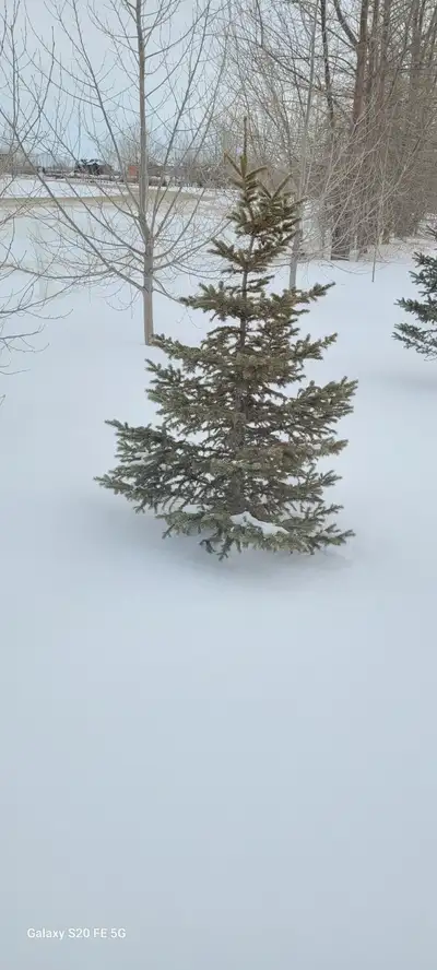 Wild Spruce Trees for Sale, View more