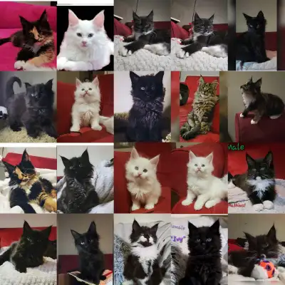 Maine Coon litter Coming Soon Feb 2026, View more