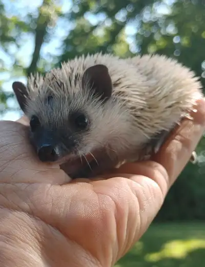 Mystique! Double Snowflake pinto Hedgehog baby girl inclusions delivery habitats. Plz Text for faste...