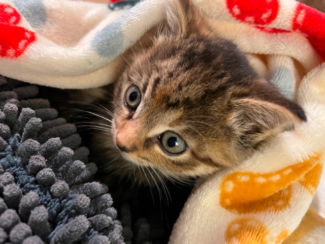 Tabby kittens in Cats & Kittens for Rehoming in Peterborough
