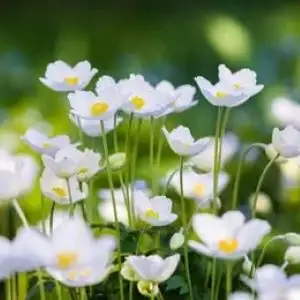 Anemone seeds, 3 grams for $4 - a few available, View more