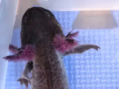 Wild type male axolotl, 1 year old. He is ready for a new lovely home. Trade is ok.