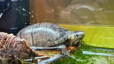Eastern Mud Turtle, View more
